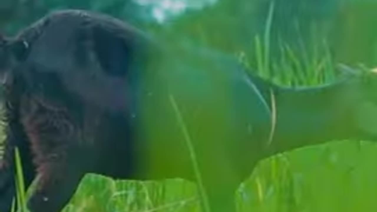 [Bangla] song এল ঈদুল আজহা এল