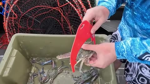 CATCHING Crabs and Fishing How hard can it be-_part7
