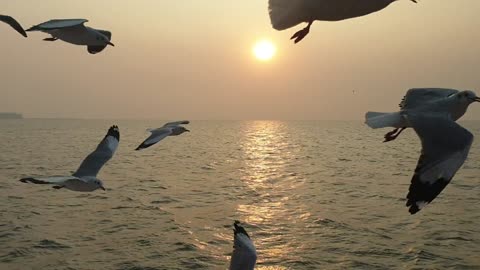 Birds flying in front of Sun| Beautiful Sunset View