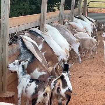 Did you have a good Breakfast today?