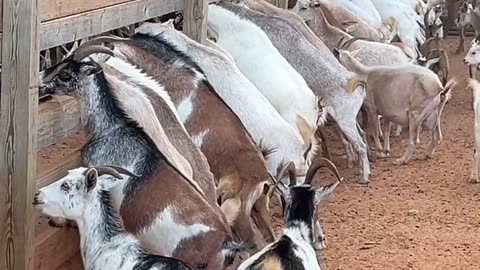 Did you have a good Breakfast today?