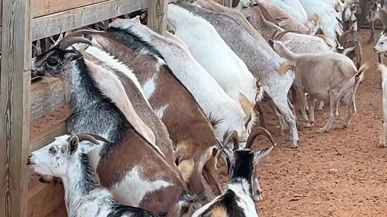 Did you have a good Breakfast today?