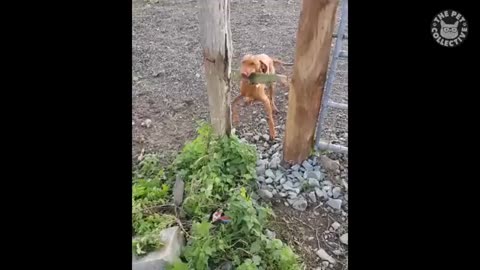 Try not to laugh