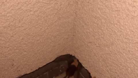 Trying to Pet a Tarantula