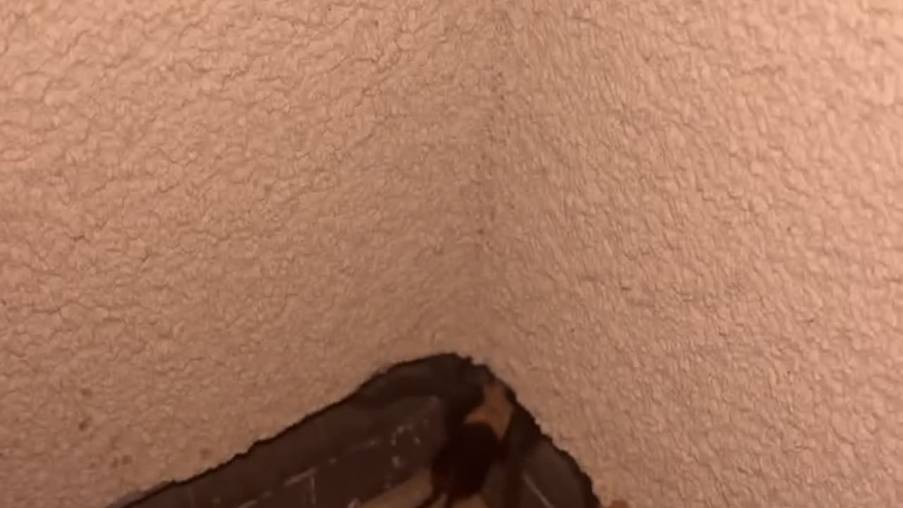 Trying to Pet a Tarantula