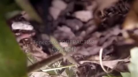 💥First-person footage