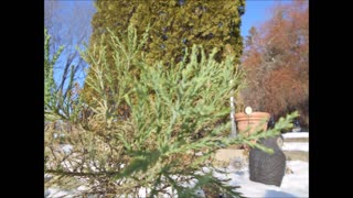 Sequoia Hug Giant Sequoia Tree Jan 2023