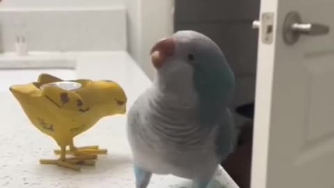 smart parrots compilation 🦜