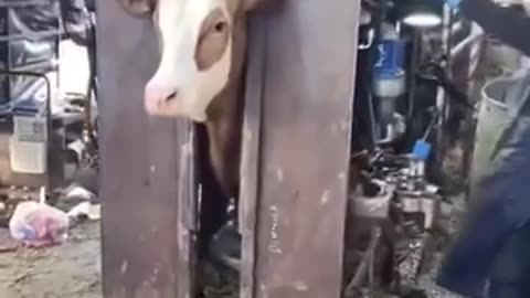 🤯🐮 Mind Blown! Cows Get Pedicures Like This! | FeedMyCuriosity