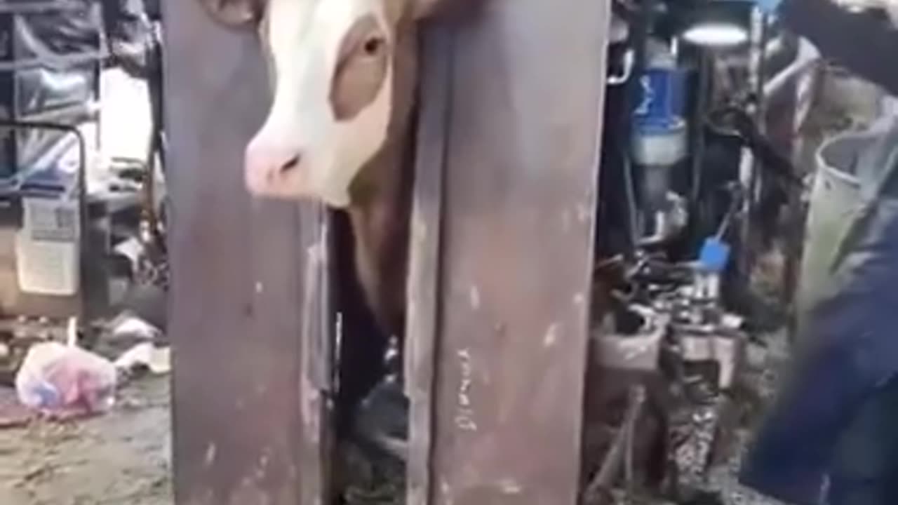 🤯🐮 Mind Blown! Cows Get Pedicures Like This! | FeedMyCuriosity