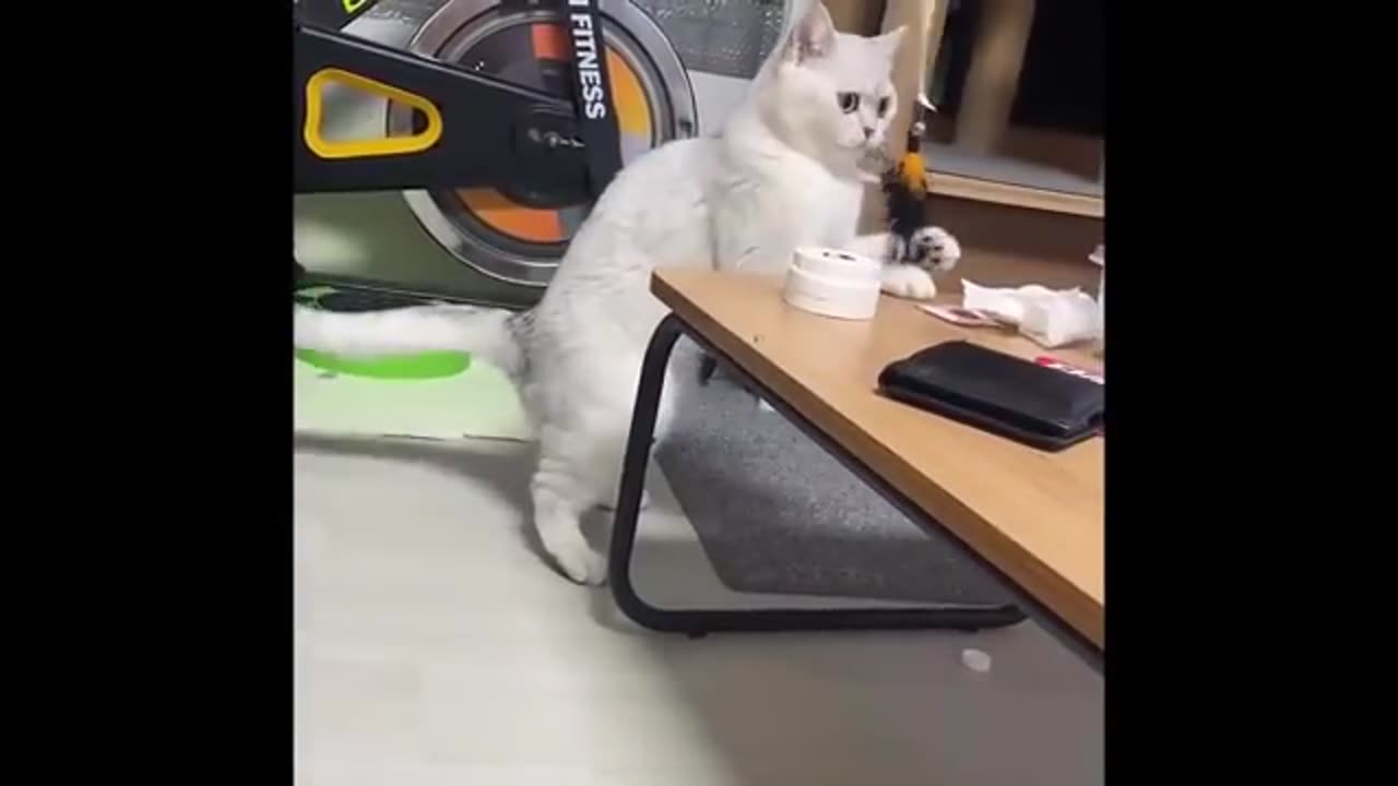 Funniest Cats and Dogs videos