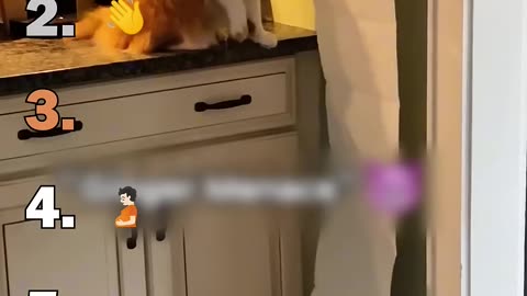 Ranking Best Cats Speaking English Moments