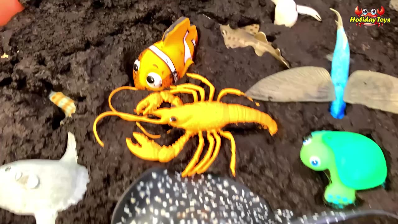 Squid Enter Dirty Water to Hide from Orca Attacks