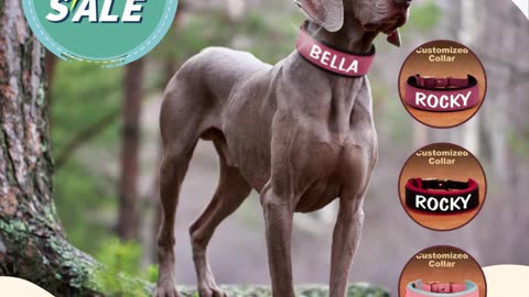 Elegant Girl Dog Collar from CurliTail in the USA | Pet accessories