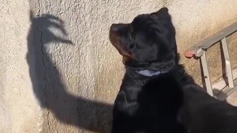 dogs vs their own shadows – try not to laugh! 🐶😂