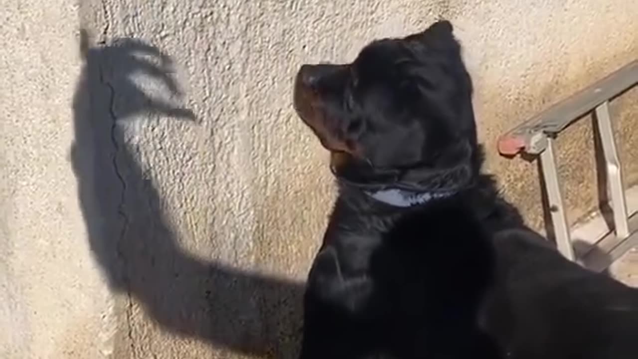 dogs vs their own shadows – try not to laugh! 🐶😂