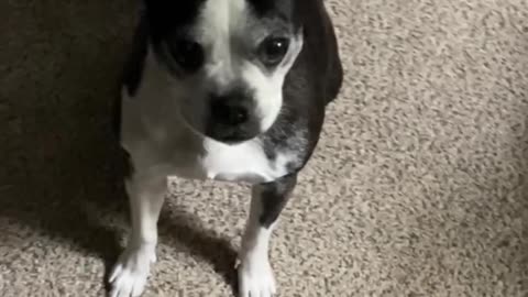 Treats