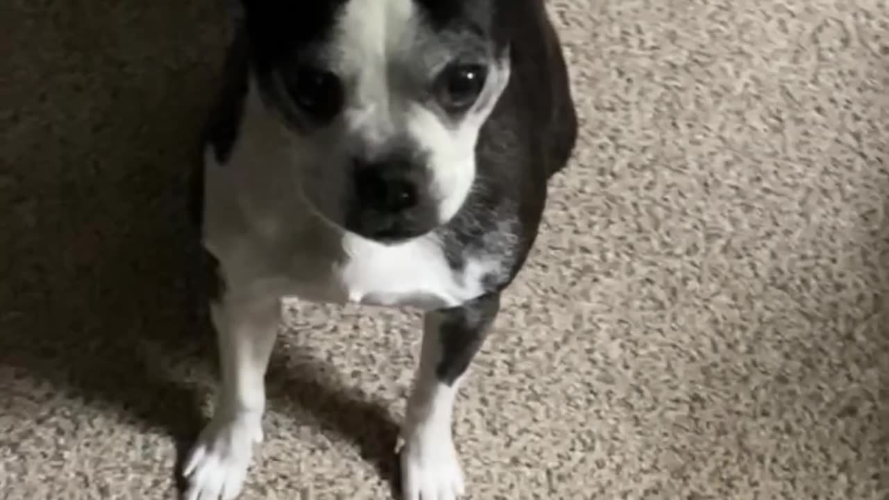 Treats