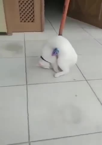 Funny animals | funny cats compilations 😹