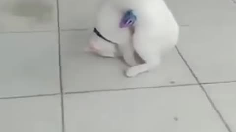 Funny animals | funny cats compilations 😹
