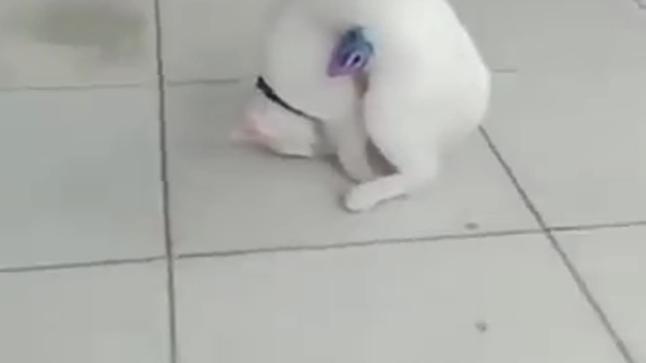 Funny animals | funny cats compilations 😹