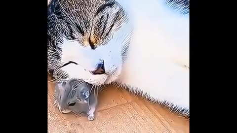 TRY NOT TO LAUGH 😆 Best Funny Videos Compilation 😂😁😆 Memes.