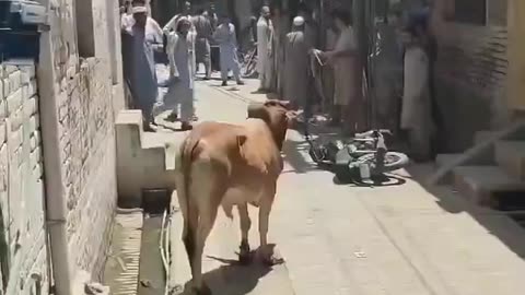 WHEN ANIMAL WENT CRAZY ON EID CRET HURDLES