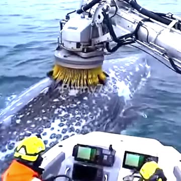 Unbelievable, Whale Asks for Help!