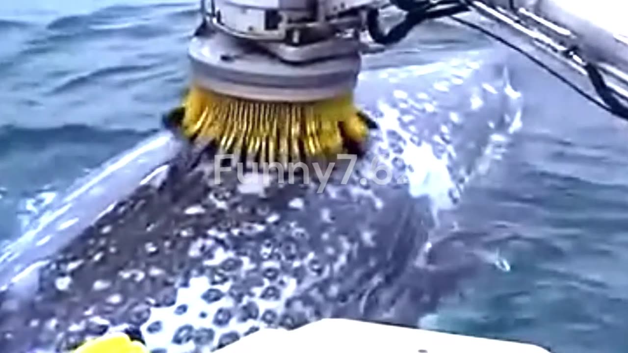 Unbelievable, Whale Asks for Help!