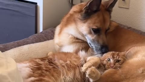 Besties 😽🐶