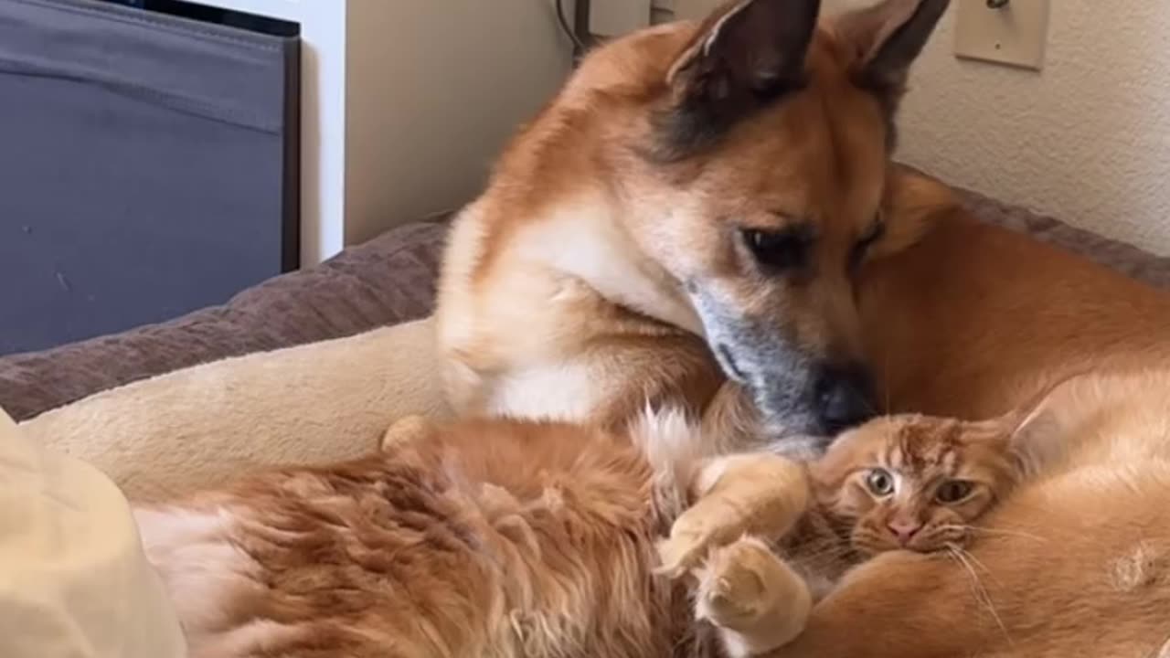 Besties 😽🐶