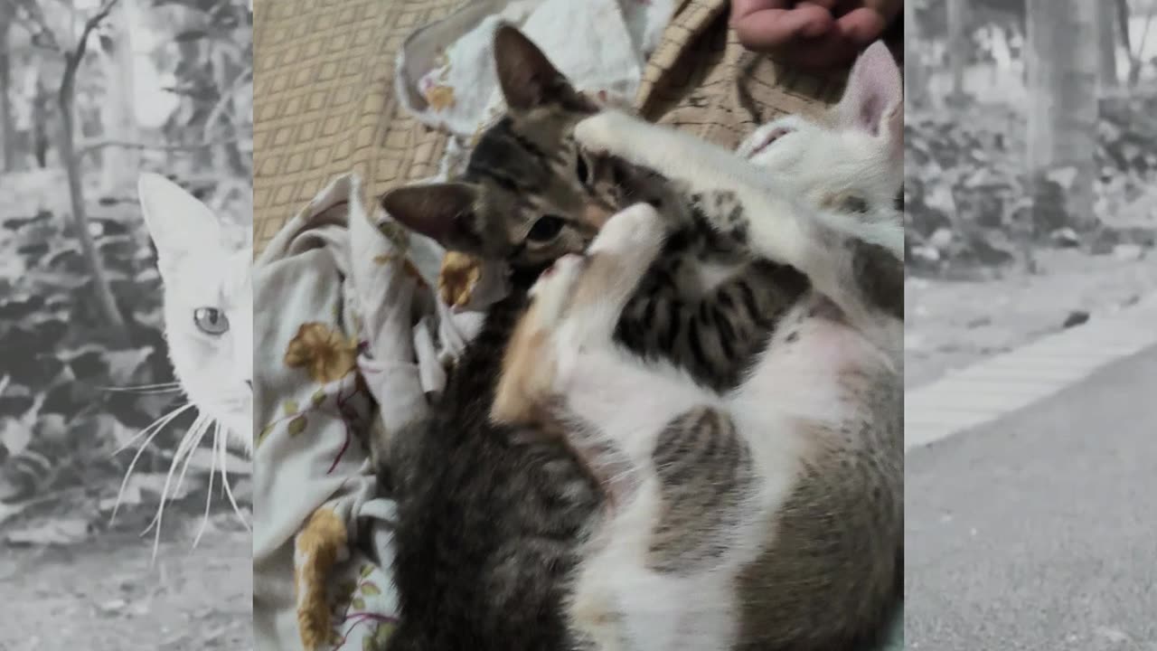 31st July Patch & Alt preparing for an afternoon nap after lunch