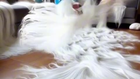 The cat suddenly got a haircut