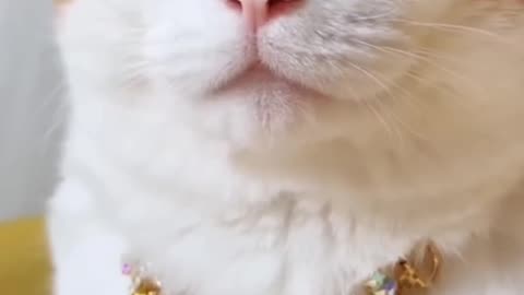 Cutest & Funniest Pets—You Won’t Stop Laughing! 🐱😂