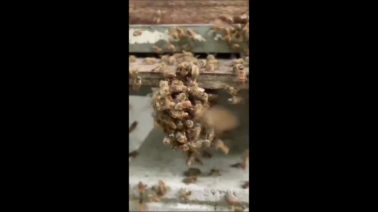 Interesting: When a giant hornet attacks the hive, they don't flee.....they unite!