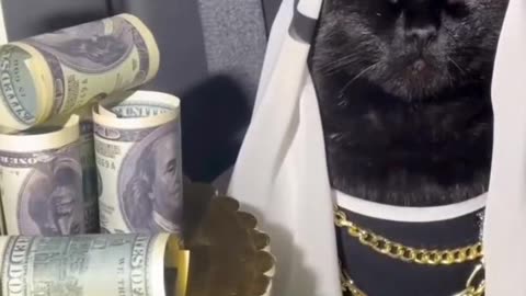 Funny cats