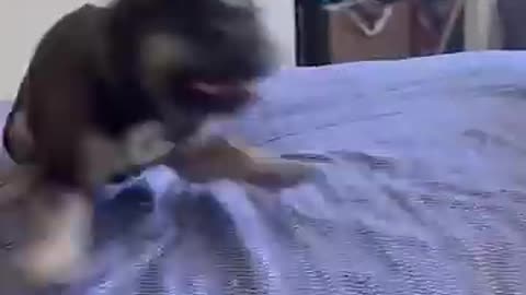 I Can't With These Pets!!🤣 🐶