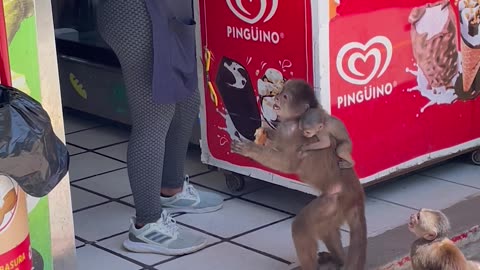 Sharing Ice Cream With Local Monkeys