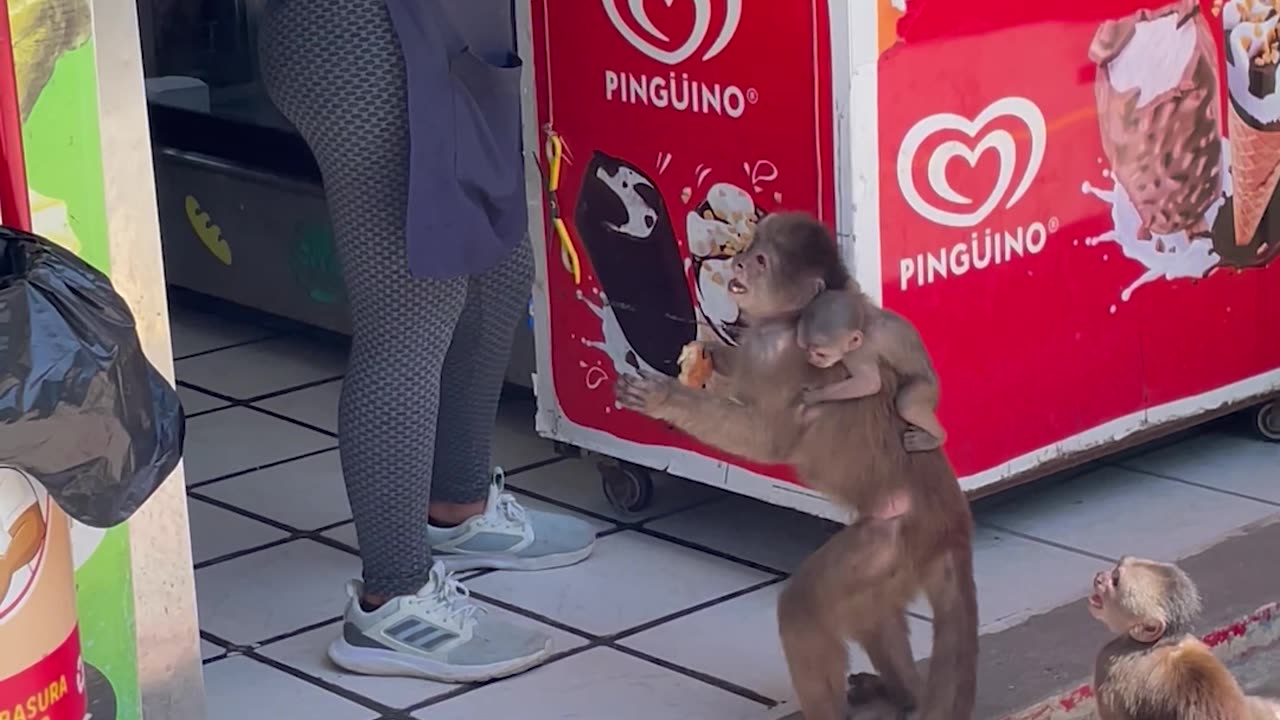 Sharing Ice Cream With Local Monkeys