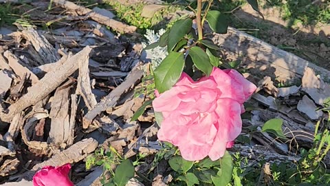 First Prize Hybrid Tea Rose of The Garden A Delphinium Lupine Multi-Campus
