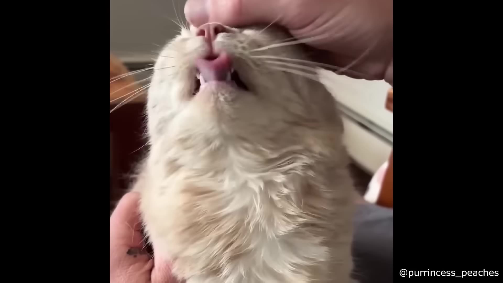 Best Cat Videos of the Decade