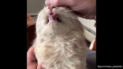 Best Cat Videos of the Decade 