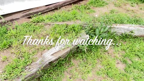 cleaning the backyard