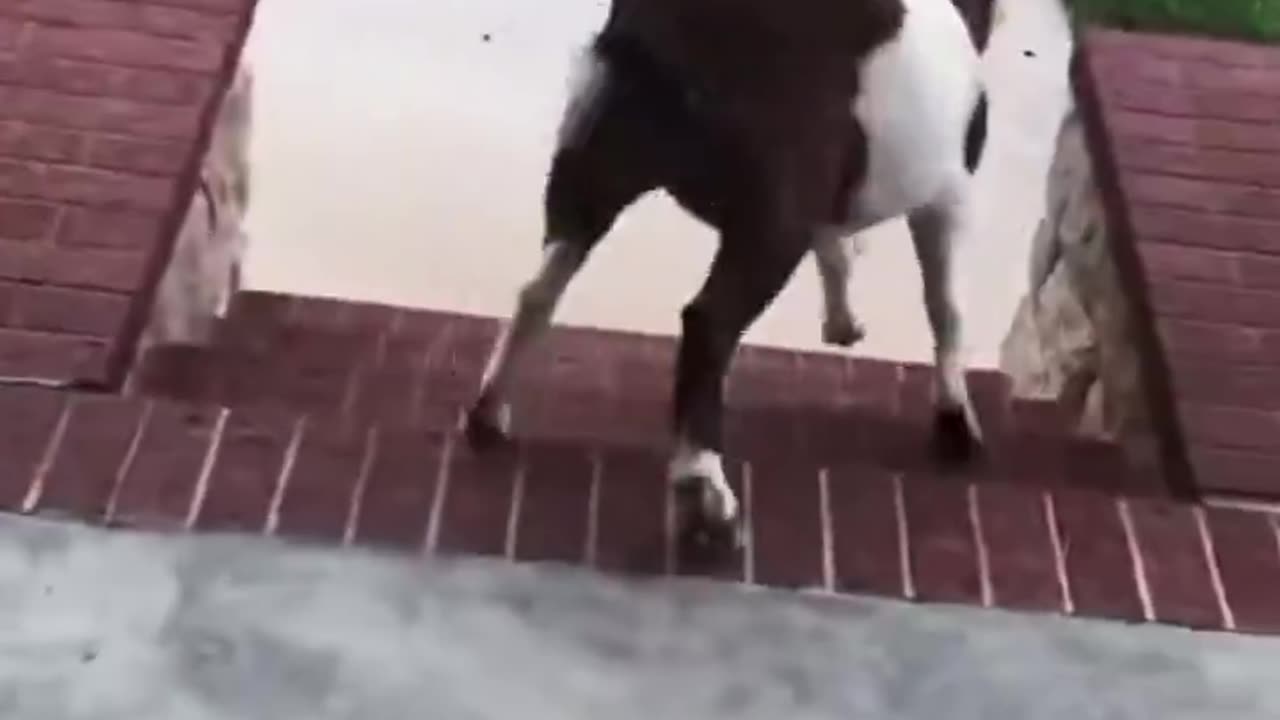 Only Goat Stuff