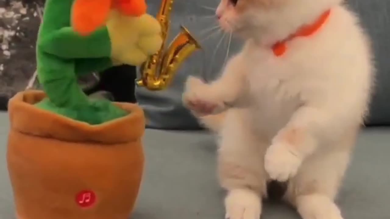 Funny Animal Video