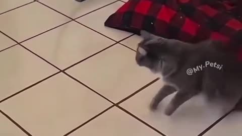 Funny cats