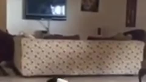 When Dogs Try Yoga... and Fail Hilariously!