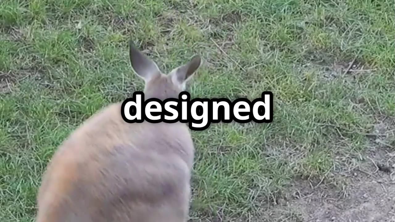 🦘❌ Kangaroos Can’t Walk Backward! Here’s Why! 🤯