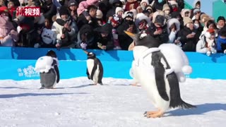 Penguin Parade in Harbin Polar Park