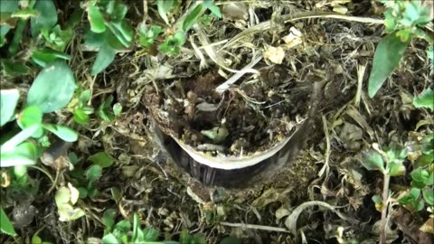 Trapdoor Spider Eventually Gets the Catches